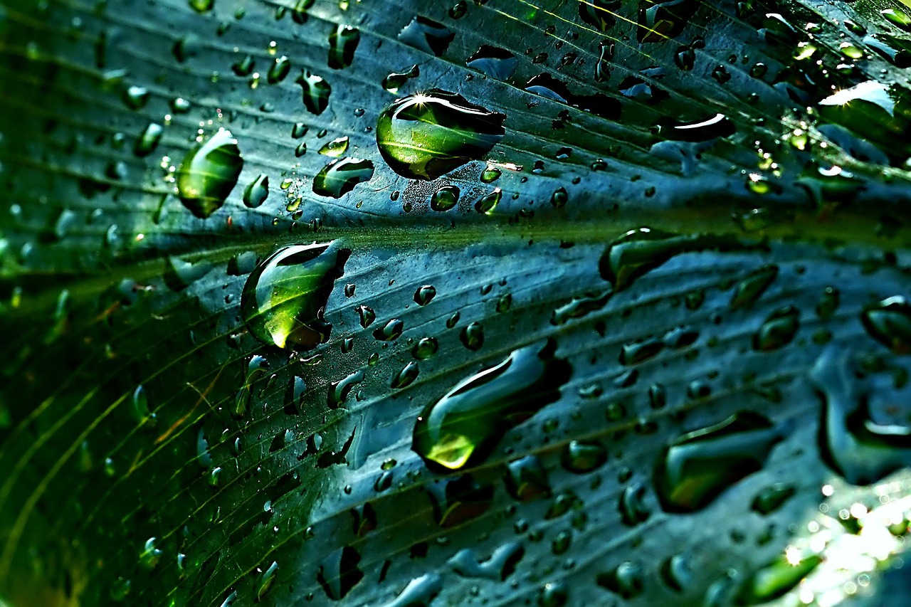 Gezellige regenton naast groene tuinplanten. Gezellige regenton naast groene tuinplanten.