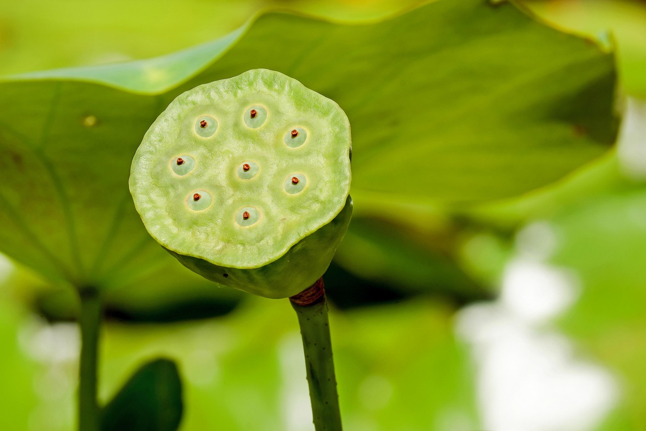Hangende bloempotten met weelderige groene bladeren.