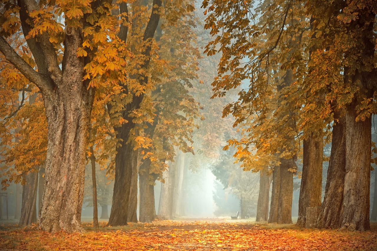 Sierlijke orchidee op kleurrijke herfstposter Sierlijke orchidee op kleurrijke herfstposter