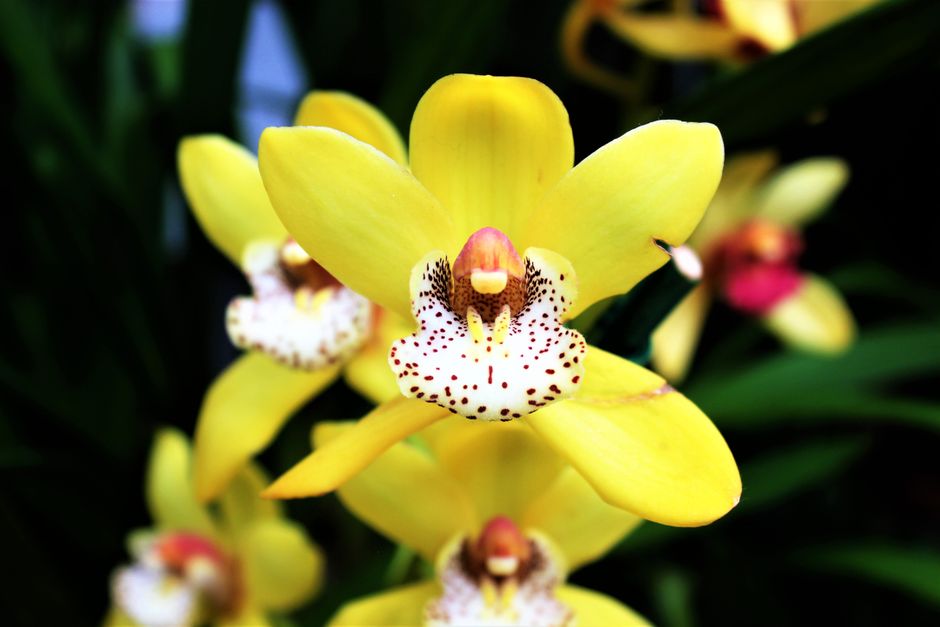 Orchideeën illustratie met warme herfsttinten Orchideeën illustratie met warme herfsttinten